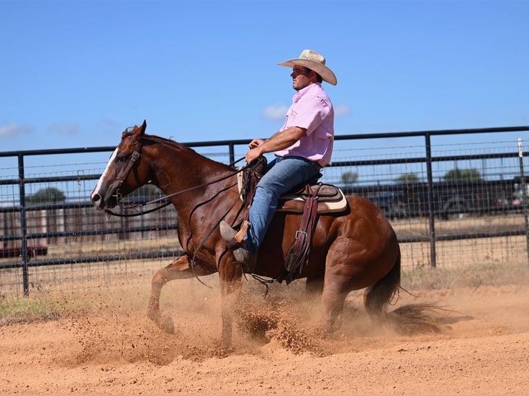 American Quarter Horse Castrone 6 Anni 147 cm Sauro ciliegia in Burleson, TX