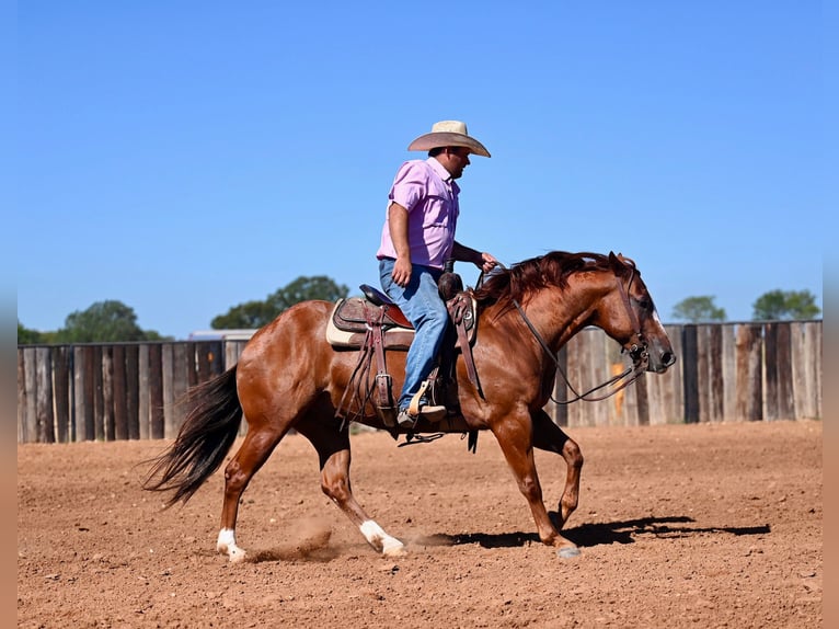 American Quarter Horse Castrone 6 Anni 147 cm Sauro ciliegia in Burleson, TX