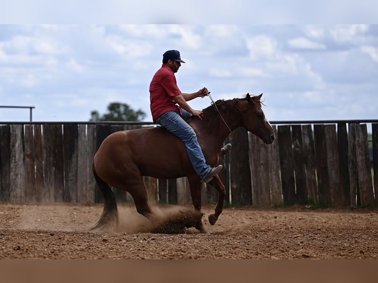 American Quarter Horse Castrone 6 Anni 147 cm Sauro ciliegia in Burleson, TX