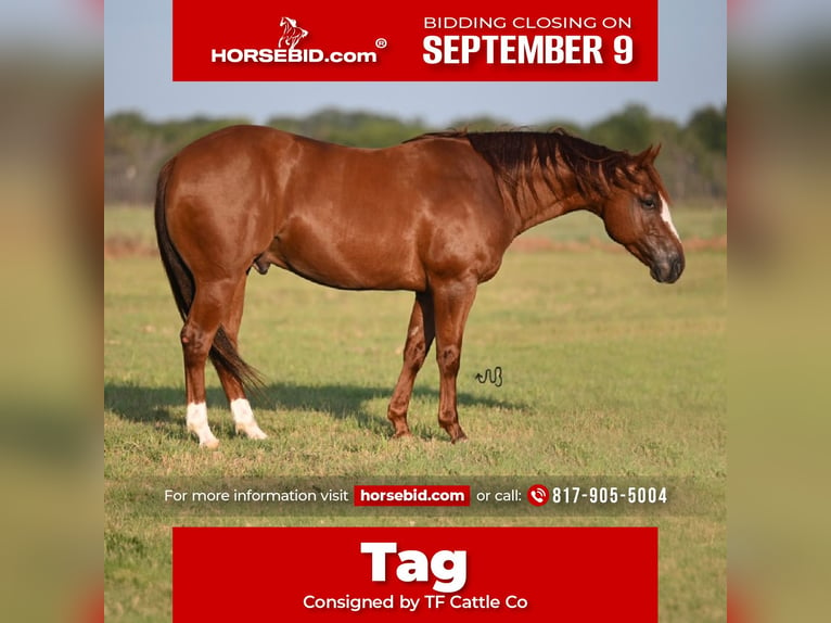 American Quarter Horse Castrone 6 Anni 147 cm Sauro ciliegia in Burleson, TX