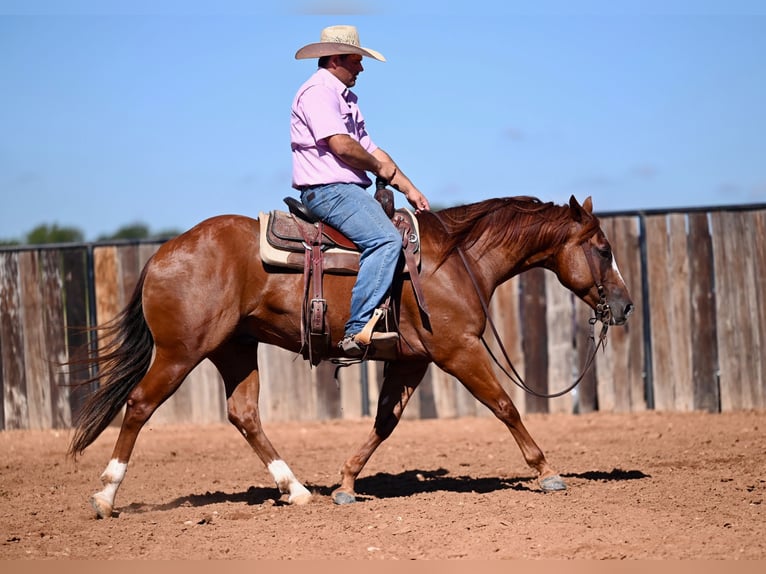 American Quarter Horse Castrone 6 Anni 147 cm Sauro ciliegia in Burleson, TX