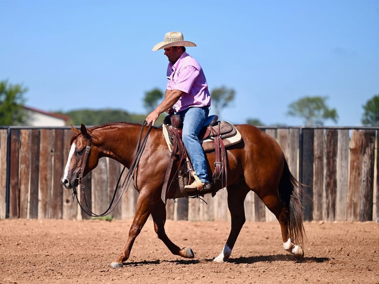 American Quarter Horse Castrone 6 Anni 147 cm Sauro ciliegia in Burleson, TX