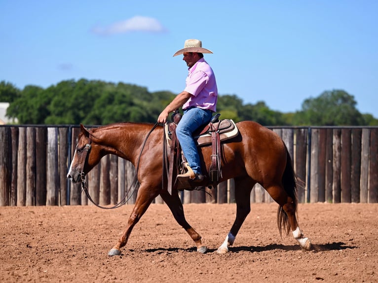 American Quarter Horse Castrone 6 Anni 147 cm Sauro ciliegia in Burleson, TX