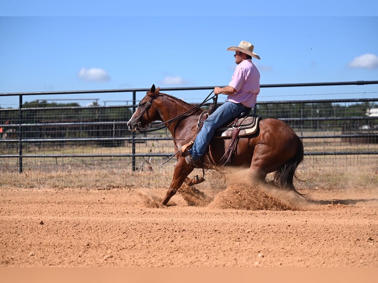 American Quarter Horse Castrone 6 Anni 147 cm Sauro ciliegia in Burleson, TX