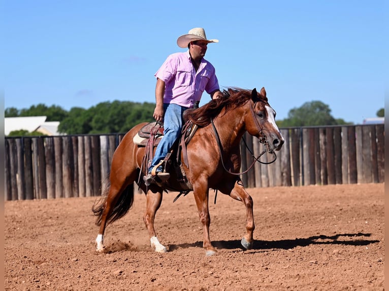 American Quarter Horse Castrone 6 Anni 147 cm Sauro ciliegia in Burleson, TX