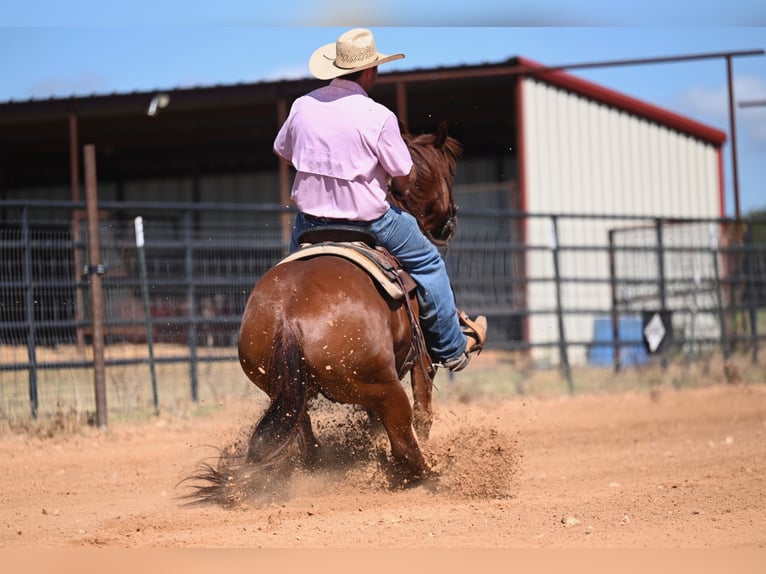 American Quarter Horse Castrone 6 Anni 147 cm Sauro ciliegia in Burleson, TX