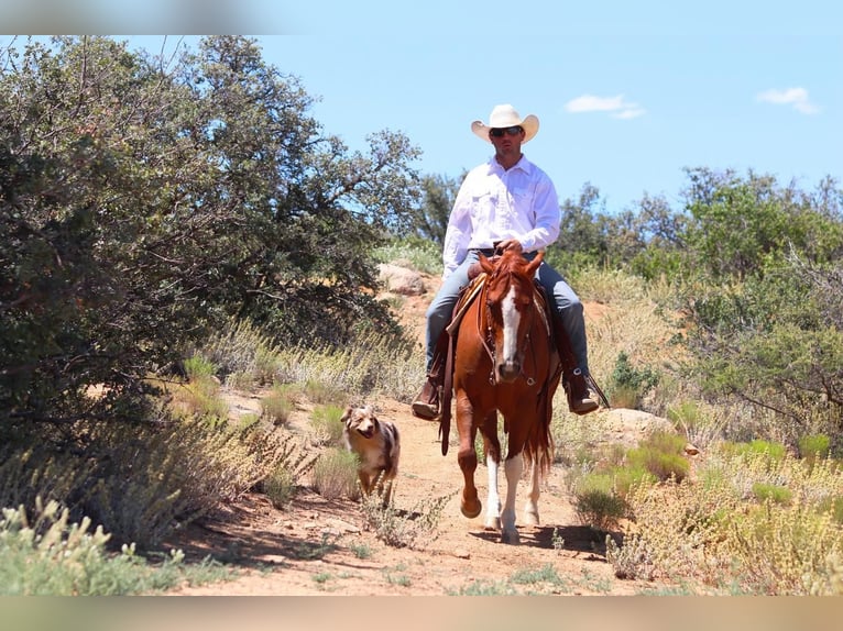 American Quarter Horse Castrone 6 Anni 147 cm Sauro ciliegia in Dewey, AZ