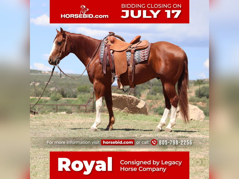 American Quarter Horse Castrone 6 Anni 147 cm Sauro ciliegia in Dewey, AZ