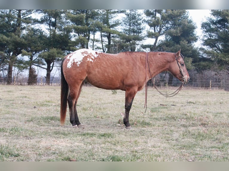 American Quarter Horse Castrone 6 Anni 147 cm Sauro ciliegia in North Judson IN