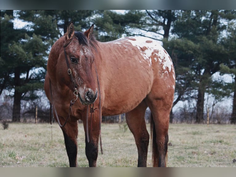 American Quarter Horse Castrone 6 Anni 147 cm Sauro ciliegia in North Judson IN