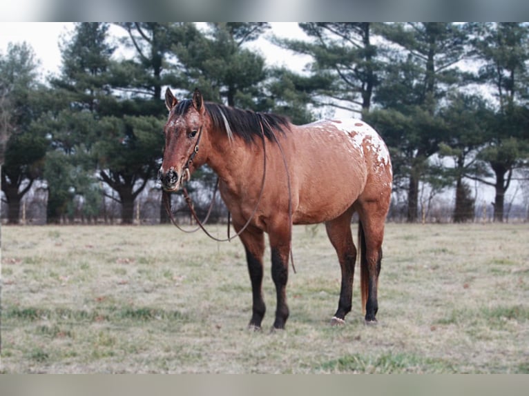 American Quarter Horse Castrone 6 Anni 147 cm Sauro ciliegia in North Judson IN