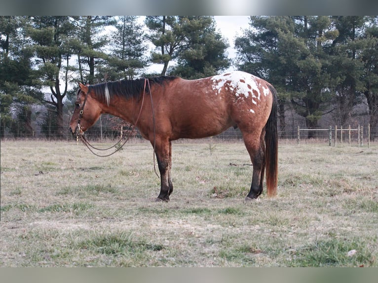 American Quarter Horse Castrone 6 Anni 147 cm Sauro ciliegia in North Judson IN