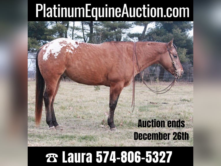 American Quarter Horse Castrone 6 Anni 147 cm Sauro ciliegia in North Judson IN