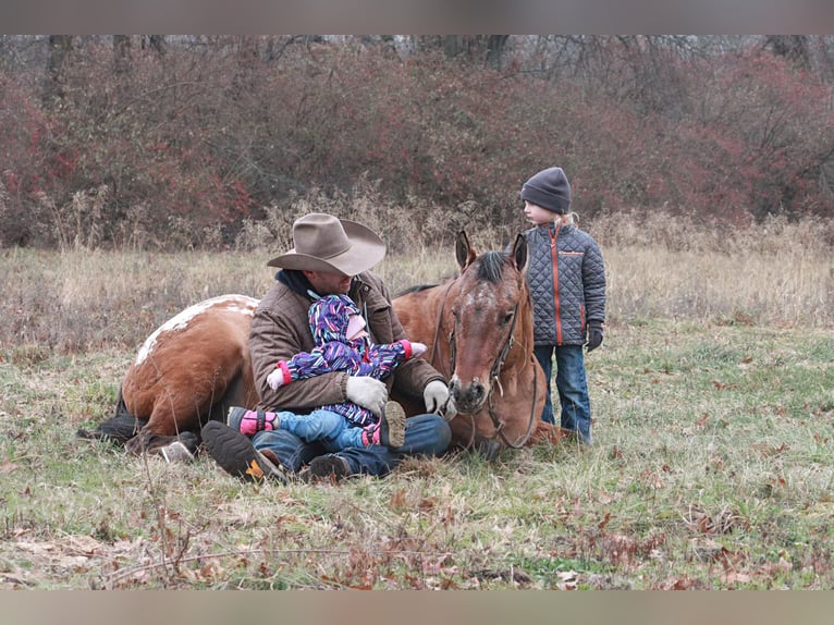 American Quarter Horse Castrone 6 Anni 147 cm Sauro ciliegia in North Judson IN