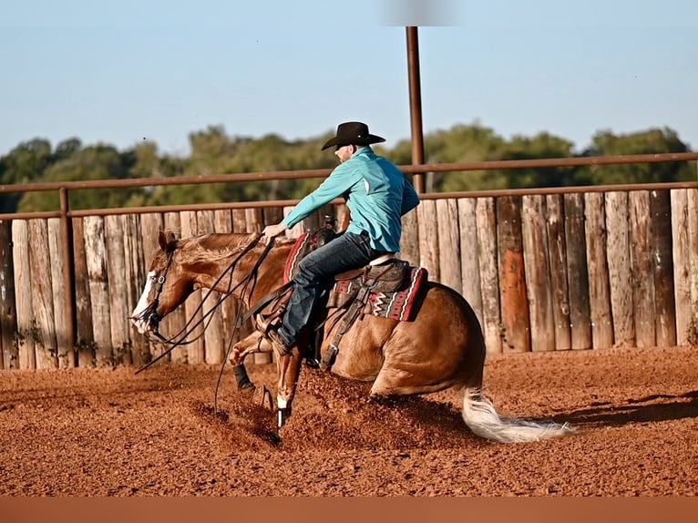 American Quarter Horse Mix Castrone 6 Anni 147 cm Sauro ciliegia in Waco