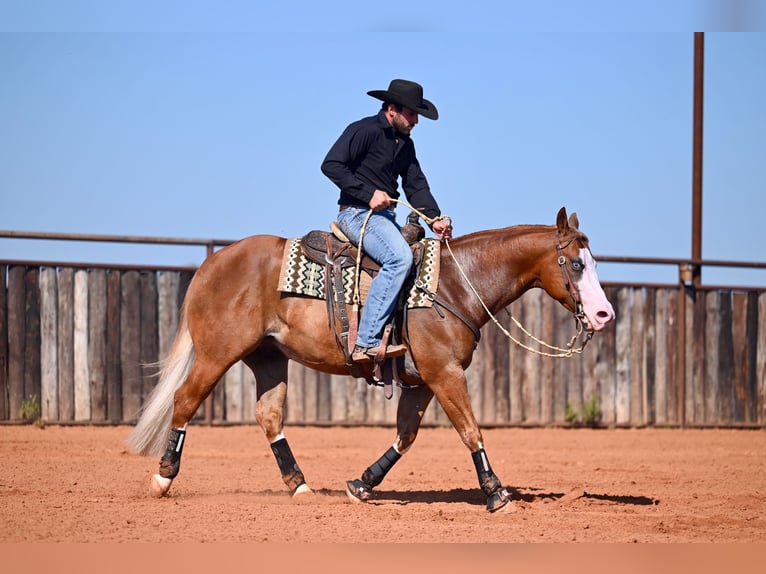 American Quarter Horse Mix Castrone 6 Anni 147 cm Sauro ciliegia in Waco
