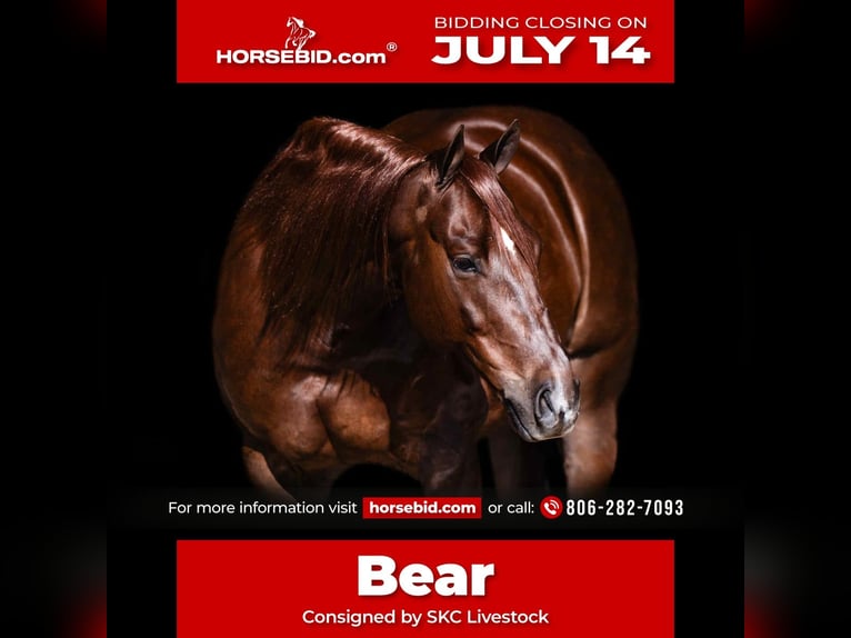 American Quarter Horse Castrone 6 Anni 147 cm Sauro scuro in Canyon, TX