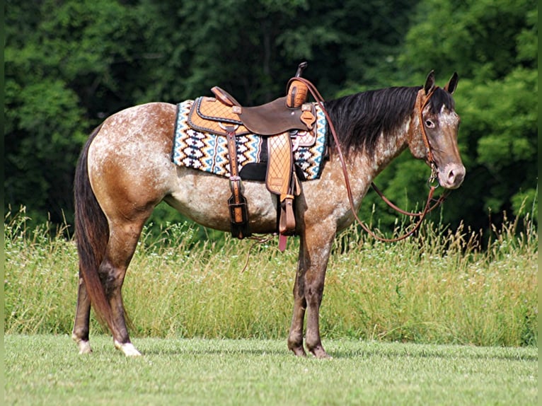 American Quarter Horse Castrone 6 Anni 147 cm Sauro scuro in Brodhead Ky