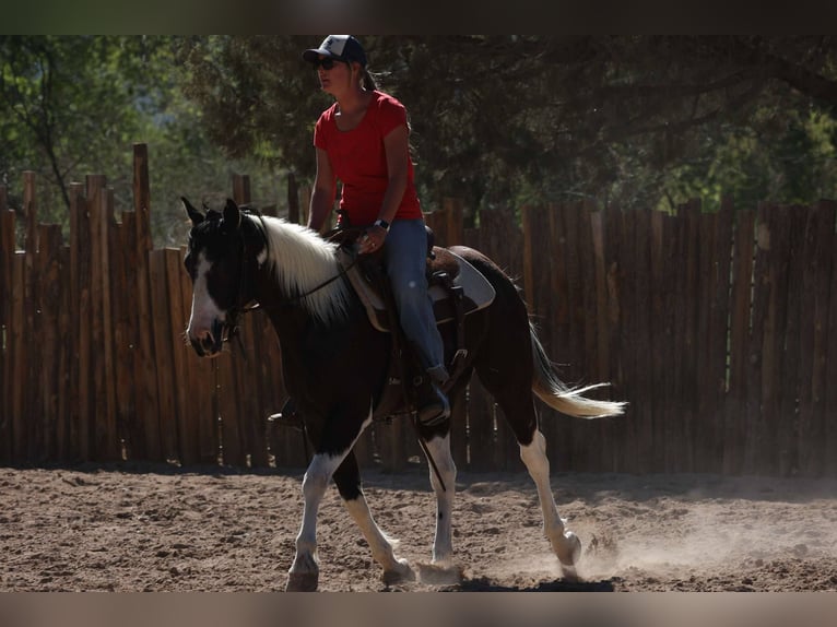 American Quarter Horse Castrone 6 Anni 147 cm Tobiano-tutti i colori in Cottonwood AZ