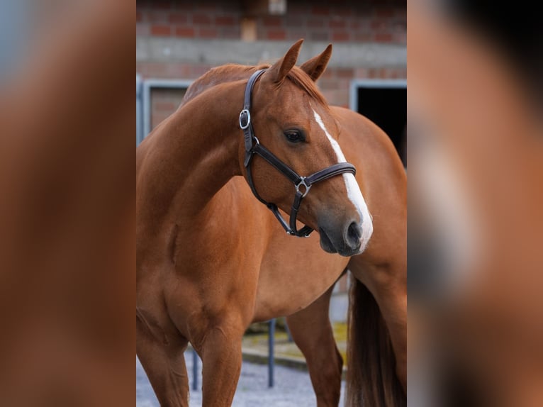 American Quarter Horse Castrone 6 Anni 148 cm Sauro in Bottrop