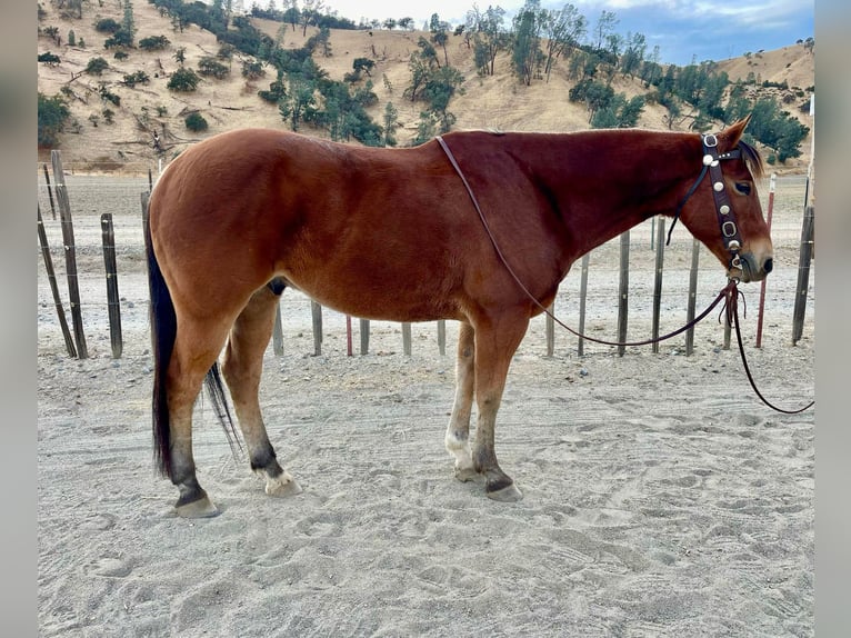 American Quarter Horse Castrone 6 Anni 150 cm Baio ciliegia in Bitterwater CA