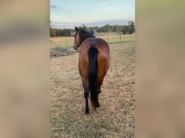 American Quarter Horse Castrone 6 Anni 150 cm Baio ciliegia in Calhoun City MS