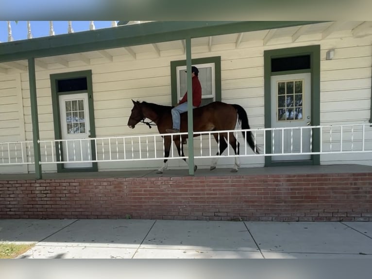 American Quarter Horse Castrone 6 Anni 150 cm Baio ciliegia in Paicines CA