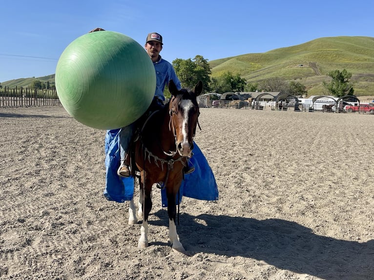 American Quarter Horse Castrone 6 Anni 150 cm Baio ciliegia in Paicines CA