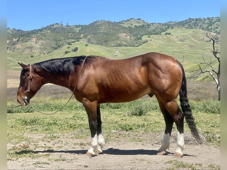 American Quarter Horse Castrone 6 Anni 150 cm Baio ciliegia in Paicines CA