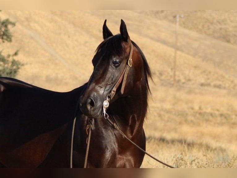 American Quarter Horse Castrone 6 Anni 150 cm Baio ciliegia in paicines CA