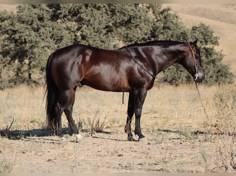 American Quarter Horse Castrone 6 Anni 150 cm Baio ciliegia in paicines CA