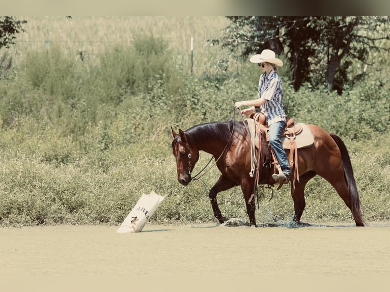 American Quarter Horse Castrone 6 Anni 150 cm Baio ciliegia in Carthage