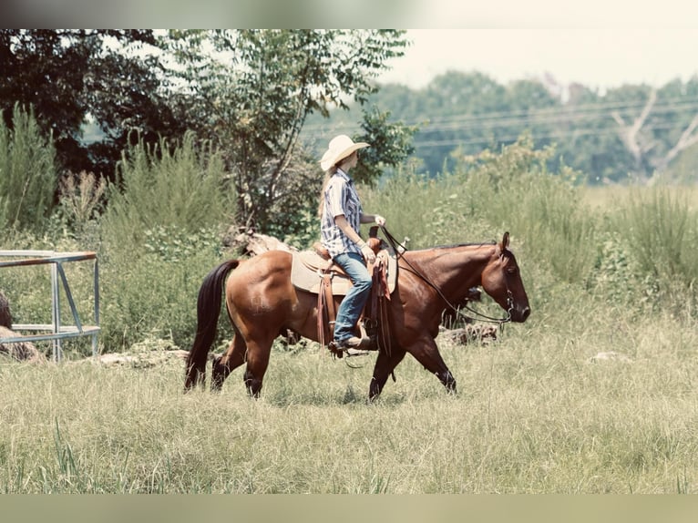 American Quarter Horse Castrone 6 Anni 150 cm Baio ciliegia in Carthage