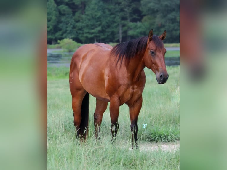 American Quarter Horse Castrone 6 Anni 150 cm Baio ciliegia in Carthage