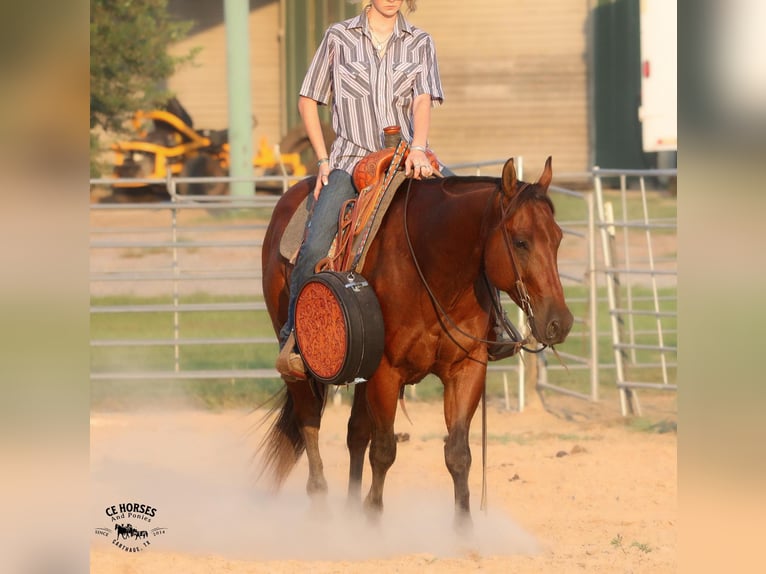 American Quarter Horse Castrone 6 Anni 150 cm Baio ciliegia in Carthage