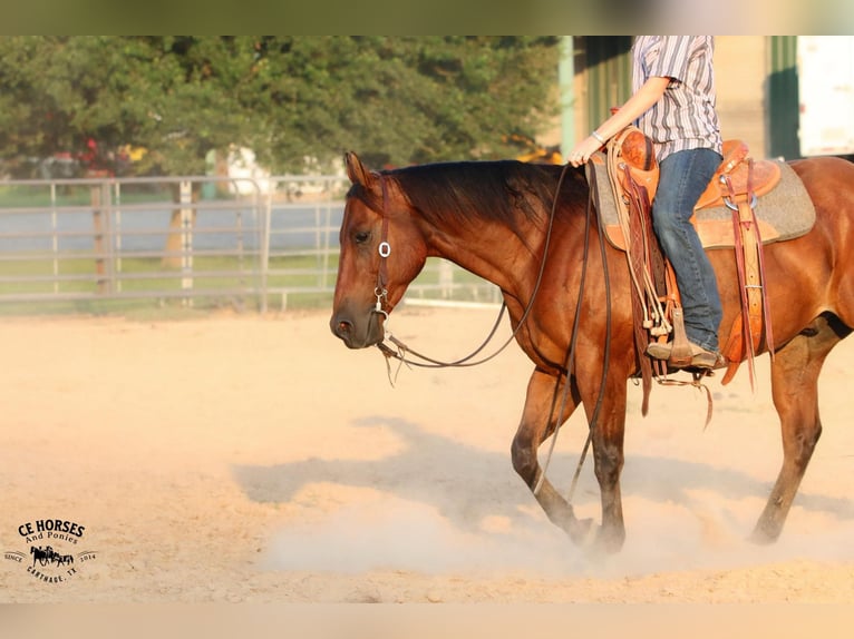 American Quarter Horse Castrone 6 Anni 150 cm Baio ciliegia in Carthage