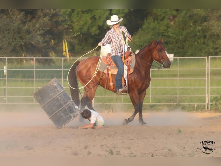 American Quarter Horse Castrone 6 Anni 150 cm Baio ciliegia in Carthage