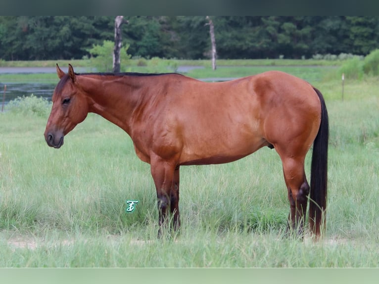 American Quarter Horse Castrone 6 Anni 150 cm Baio ciliegia in Carthage