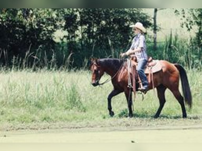 American Quarter Horse Castrone 6 Anni 150 cm Baio ciliegia in Carthage