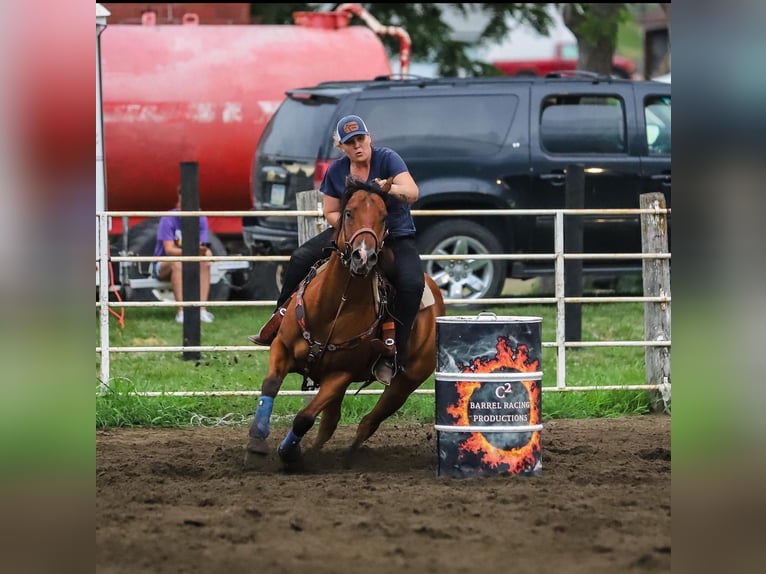 American Quarter Horse Castrone 6 Anni 150 cm Baio ciliegia in Clearmont, MO