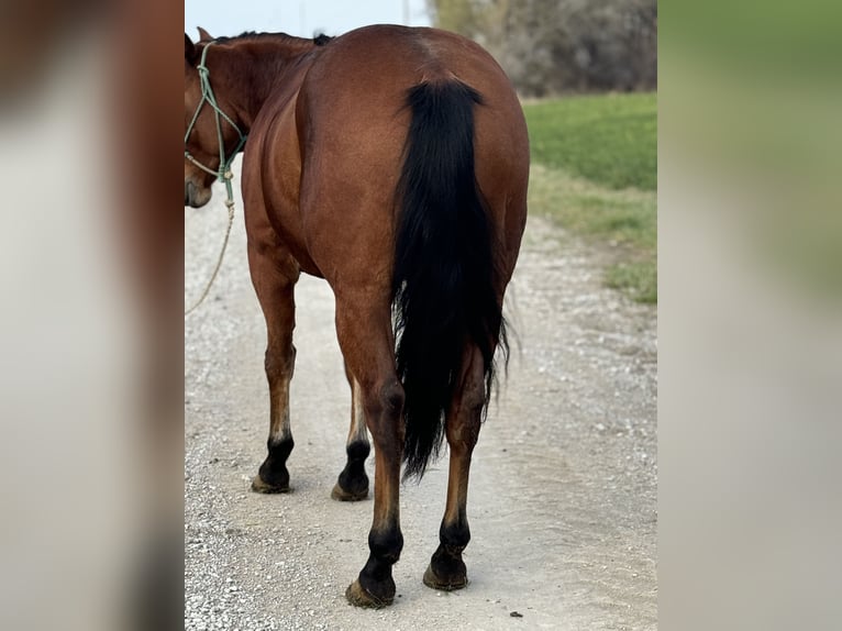 American Quarter Horse Castrone 6 Anni 150 cm Baio ciliegia in Clearmont, MO