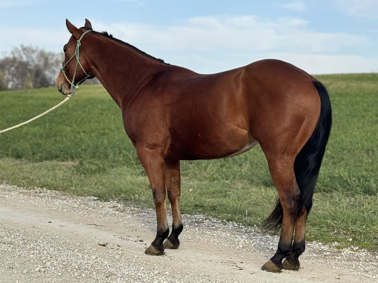 American Quarter Horse Castrone 6 Anni 150 cm Baio ciliegia in Clearmont, MO