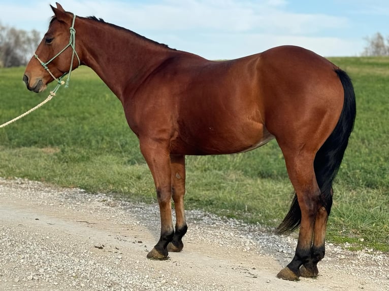 American Quarter Horse Castrone 6 Anni 150 cm Baio ciliegia in Clearmont, MO