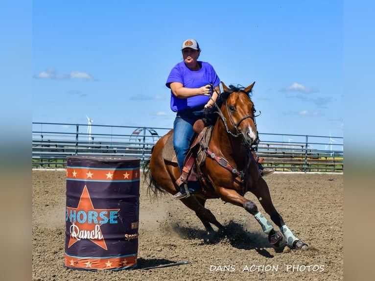 American Quarter Horse Castrone 6 Anni 150 cm Baio ciliegia in Clearmont, MO