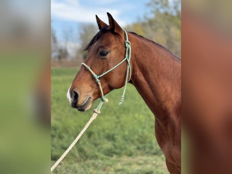 American Quarter Horse Castrone 6 Anni 150 cm Baio ciliegia in Clearmont, MO