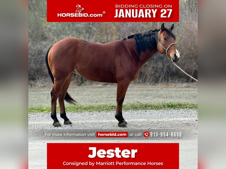 American Quarter Horse Castrone 6 Anni 150 cm Baio ciliegia in Clearmont, MO