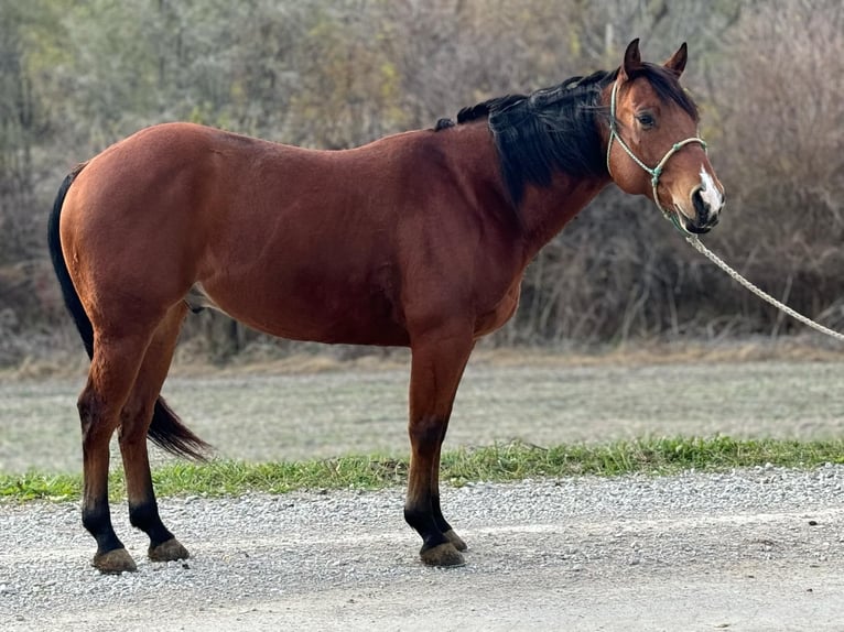 American Quarter Horse Castrone 6 Anni 150 cm Baio ciliegia in Clearmont, MO