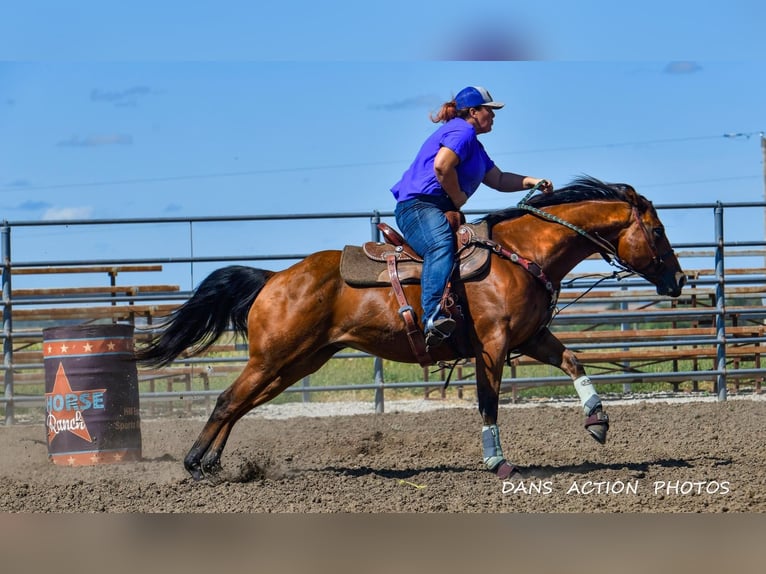 American Quarter Horse Castrone 6 Anni 150 cm Baio ciliegia in Clearmont, MO