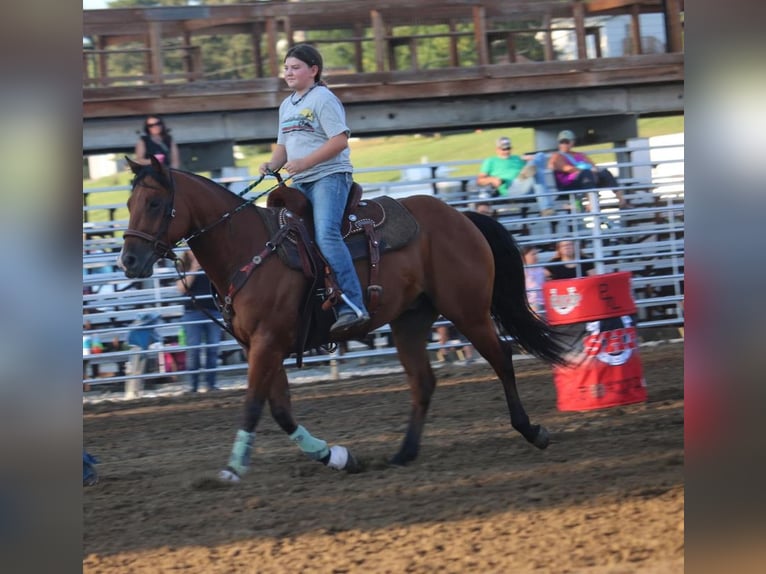 American Quarter Horse Castrone 6 Anni 150 cm Baio ciliegia in Clearmont, MO