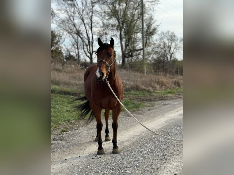 American Quarter Horse Castrone 6 Anni 150 cm Baio ciliegia in Clearmont, MO